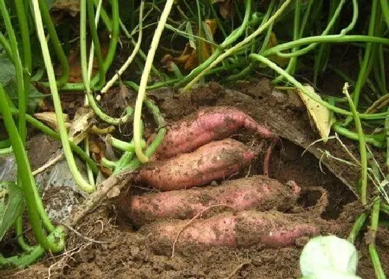 种植方法|北方红薯种植时间和方法