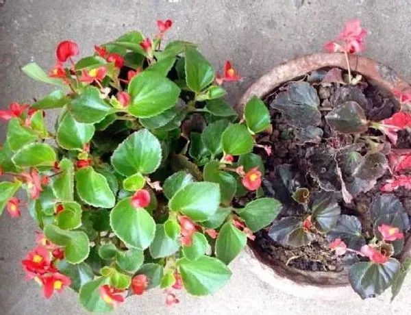 植物繁殖|四季海棠繁殖方法和注意事项，懒人扦插四季海棠方法）