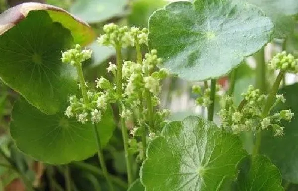 植物发芽|铜钱草不发芽怎么办 不发芽原因及处理方法