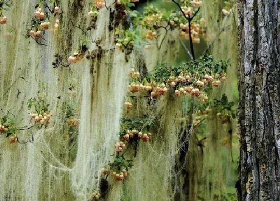 植物百科|树花生长在什么地方