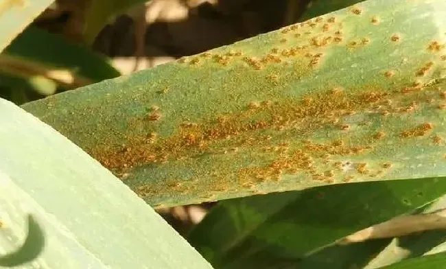 植物病害|大蒜锈病蒜蛆的危害症状及防治措施（用什么农药效果好）