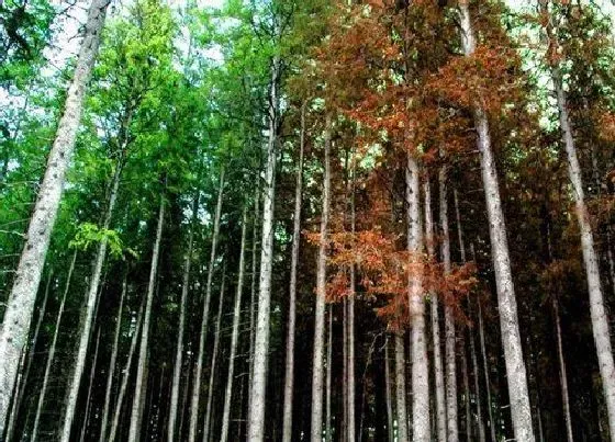 植物种类|松木是什么树种 属于松科木本植物