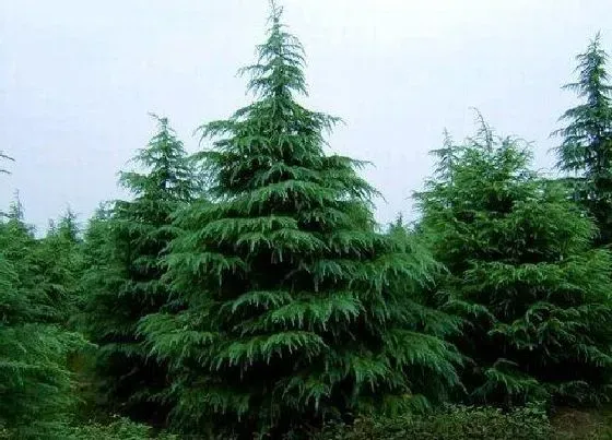 植物种类|五行属木的植物盆栽有哪些