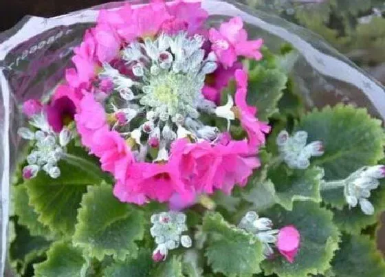 植物寓意|樱花草的花语是什么意思 代表的花语和象征意义