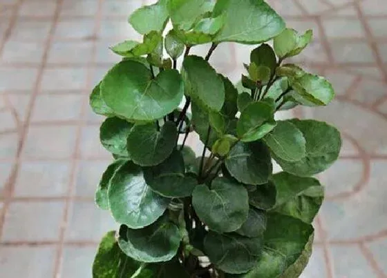 植物排行|圆叶植物有哪些