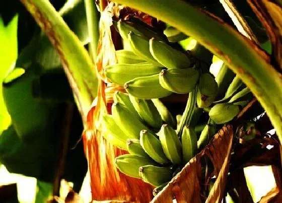 植物繁殖|香蕉怎么繁殖后代 繁殖方式