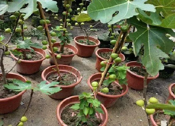 种植位置|家里可以种无花果树吗