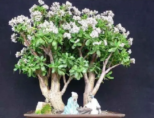 养殖方法|玉树种几年才能开花（玉树盆栽开花条件与养护方法）