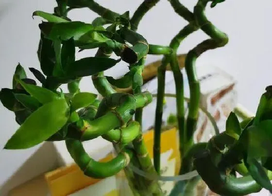 植物种类|五行属木的植物盆栽有哪些