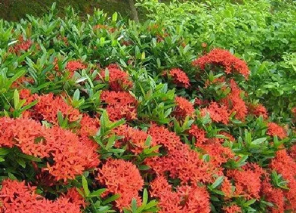 养殖方法|龙泉花怎么养殖