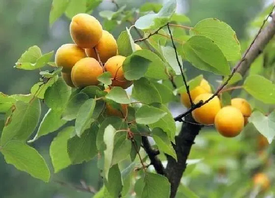 植物百科|杏是什么植物