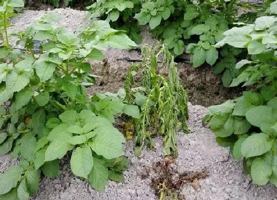 植物病害|植物青枯病用什么药