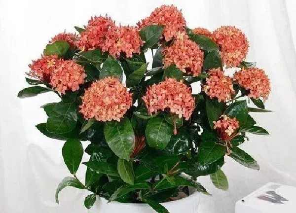 养殖方法|龙泉花怎么养殖