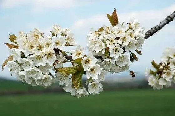 果实科普|樱桃树几月开花结果 什么时候开花结果
