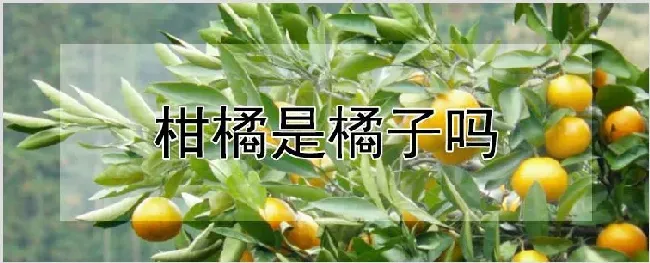 柑橘是橘子吗 | 养殖技术