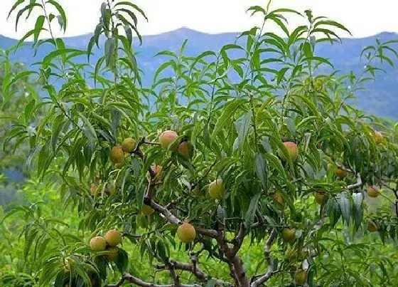 植物百科|桃是什么植物