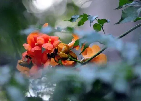花期|爬山虎花期是什么时候