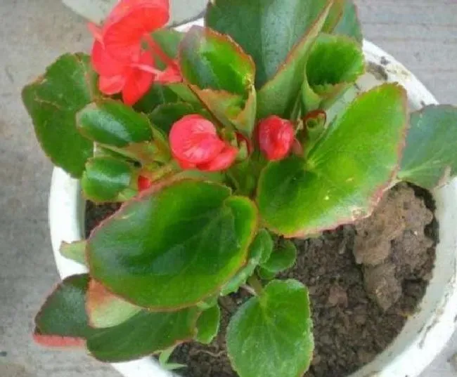 植物繁殖|四季海棠繁殖方法和注意事项，懒人扦插四季海棠方法）