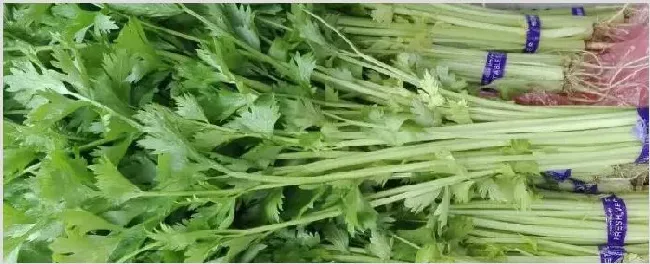 荷兰芹和香菜的区别 | 养殖技术