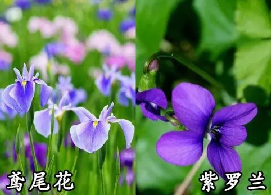 植物种类|鸢尾花和紫罗兰是一种花吗