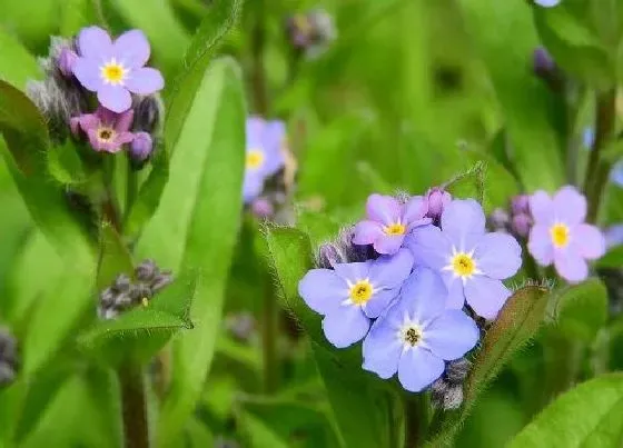 花语|勿忘我花语及代表意义