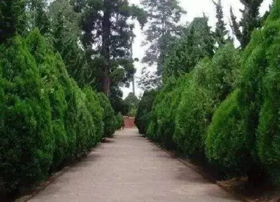 种植位置|扁柏树适合种在什么地方 种植风水与禁忌