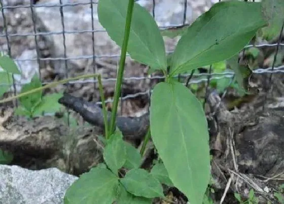 种植方法|半夏种植技术和栽培方法 半夏生物学特性及栽培技术要点