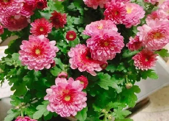 植物百科|菊花冬天开花吗