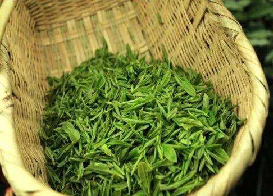 植物产地|毛尖哪里产的最好