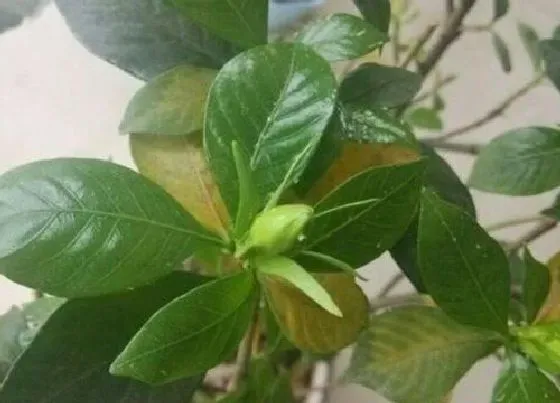 植物施肥|栀子花喜肥吗 喜欢施什么肥料