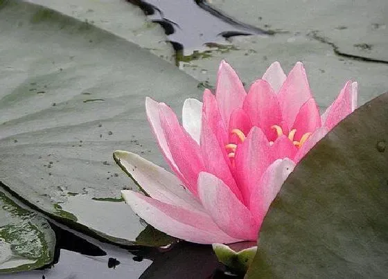 植物百科|菰蒲是什么植物