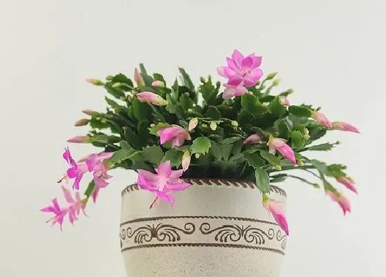 摆放常识|春节养什么花好看又好养（春节期间室内适合养什么花）