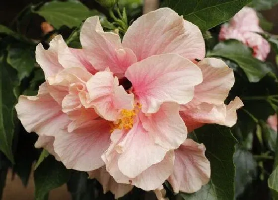 叶蔫|芙蓉花叶子发蔫原因及补救方法