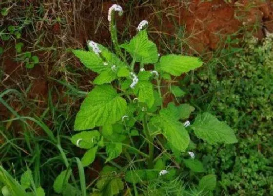 植物百科|蛤蟆草又叫什么名称