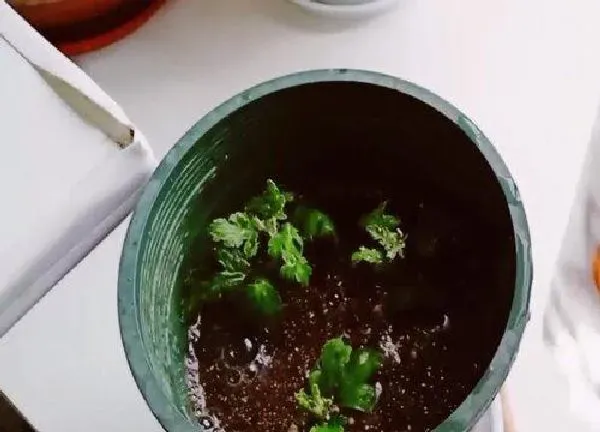 植物扦插|蓝目菊几月份扦插最好