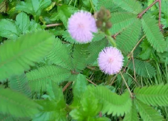 开花时间|含羞草多久开花一次