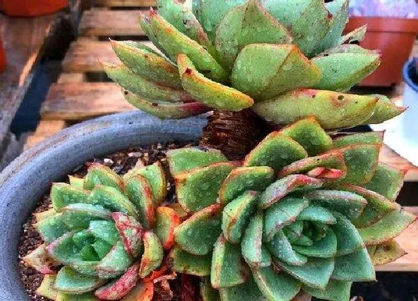 植物浇水|多肉植物夏天怎么浇水度夏（露天多肉夏天怎么浇水不徒长）