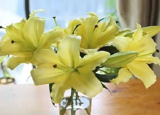 植物寓意|鲜花代表什么象征意义