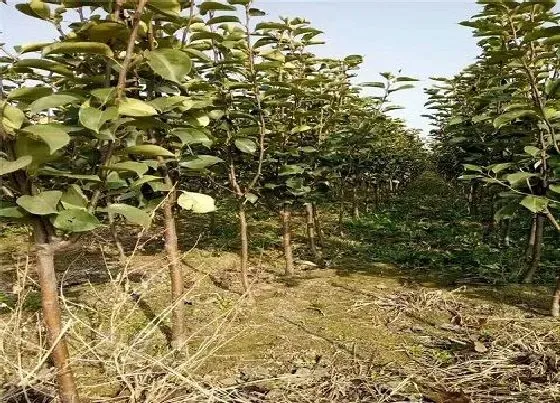 种植位置|梨树可以种在院子里吗