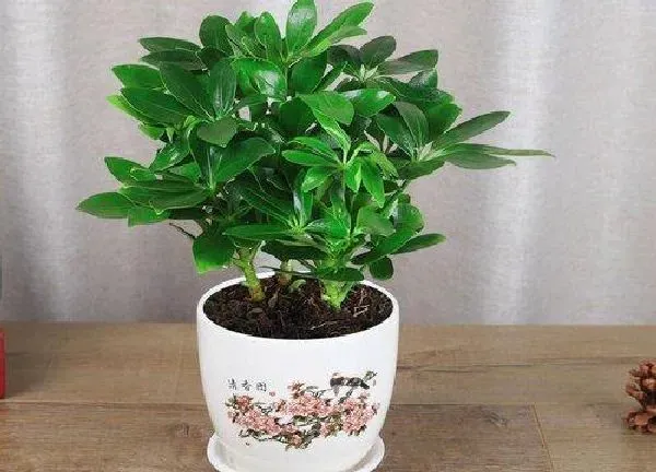 养殖科普|鸭掌木养几棵好