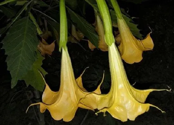 开花时间|曼陀罗几月份开花 花期在什么时候