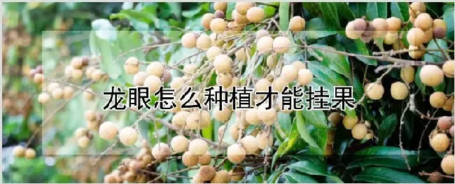 龙眼怎么种植才能挂果 | 耕种资料