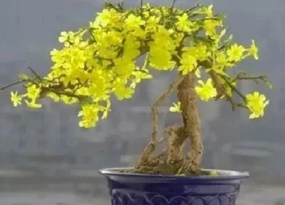 树之最|灌木树有哪些
