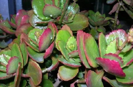 植物百科|长寿花可以淋雨吗 下雨天可以放外面淋雨吗
