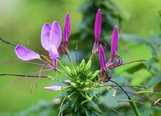 种植育种|醉蝶花种子的种植方法