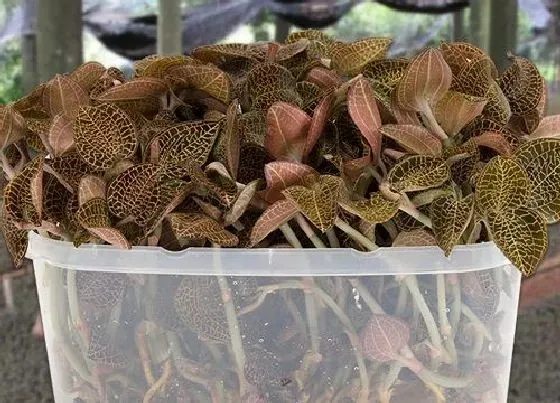 植物繁殖|金线莲怎么繁殖方法和注意事项