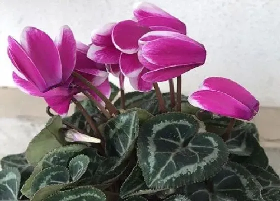 摆放常识|春节养什么花好看又好养（春节期间室内适合养什么花）