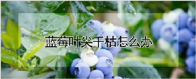 蓝莓叶尖干枯怎么办 | 种植技术