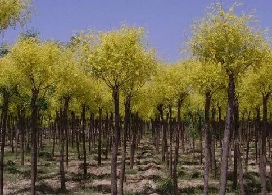 树木风水|大门前种几棵树吉利（自家房子门口栽什么树镇宅旺财）