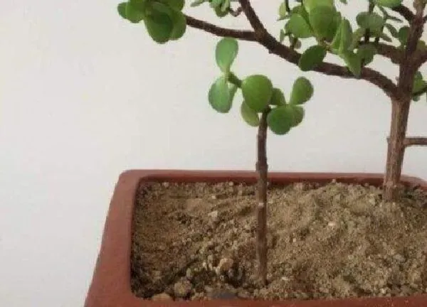 植物扦插|金枝玉叶怎样扦插繁殖